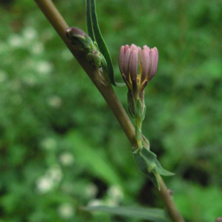 Lactuca saligna